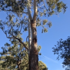 Callocephalon fimbriatum at Acton, ACT - suppressed