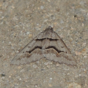 Dichromodes atrosignata at Tennent, ACT - 11 Nov 2019 08:51 PM