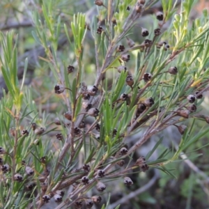 Kunzea ericoides at Tennent, ACT - 11 Nov 2019 07:18 PM