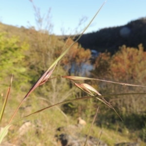 Themeda triandra at Tennent, ACT - 11 Nov 2019 07:51 PM