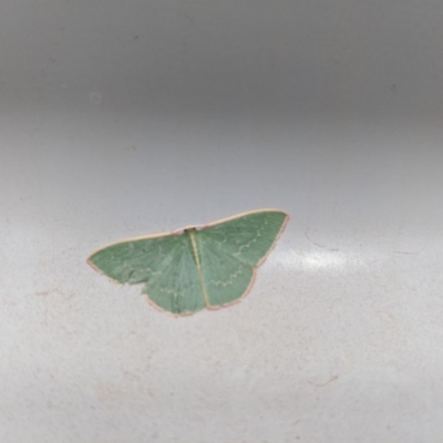 Chlorocoma dichloraria (Guenee's or Double-fringed Emerald) at Wingecarribee Local Government Area - 5 Dec 2019 by Margot