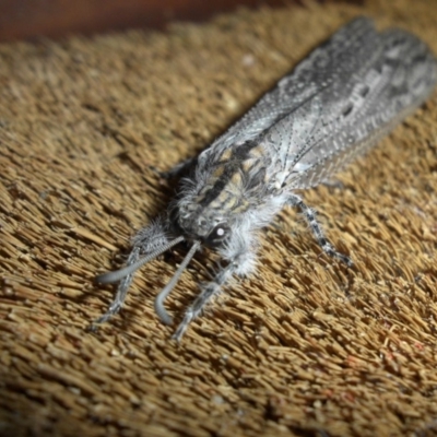 Heoclisis fundata (Antlion lacewing) at Campbell, ACT - 6 Dec 2019 by SilkeSma