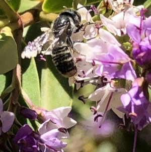 Megachile sp. (several subgenera) at Aranda, ACT - 6 Dec 2019 01:08 PM