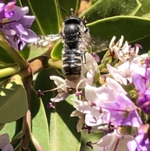 Megachile sp. (several subgenera) at Aranda, ACT - 6 Dec 2019 01:08 PM