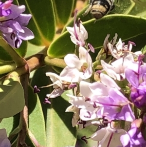 Megachile sp. (several subgenera) at Aranda, ACT - 6 Dec 2019 01:08 PM