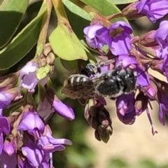 Megachile sp. (several subgenera) at Aranda, ACT - 6 Dec 2019 01:08 PM