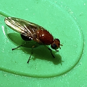 Sapromyza sp. (genus) at Aranda, ACT - 5 Dec 2019 12:02 PM