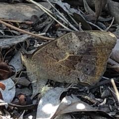 Heteronympha merope (Common Brown Butterfly) at Aranda, ACT - 5 Dec 2019 by Jubeyjubes