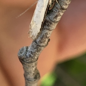 Philobota productella at Aranda, ACT - 5 Dec 2019