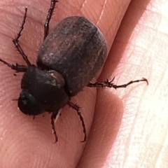 Sericesthis nigrolineata (Dusky pasture scarab) at Aranda, ACT - 6 Dec 2019 by Jubeyjubes