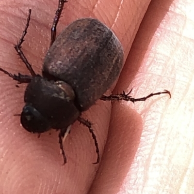 Sericesthis nigrolineata (Dusky pasture scarab) at Aranda, ACT - 6 Dec 2019 by Jubeyjubes