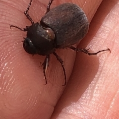 Melolonthinae sp. (subfamily) at Aranda, ACT - 6 Dec 2019