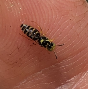 Euryglossinae (subfamily) at Aranda, ACT - 6 Dec 2019