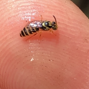 Euryglossinae (subfamily) at Aranda, ACT - 6 Dec 2019