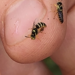 Euryglossinae (subfamily) at Aranda, ACT - 6 Dec 2019