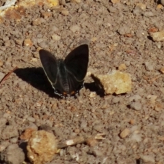 Unidentified Blue or Copper (Lycaenidae) at Red Hill, ACT - 6 Dec 2019 by TomT