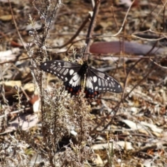 Papilio anactus (Dainty Swallowtail) at Deakin, ACT - 4 Dec 2019 by TomT