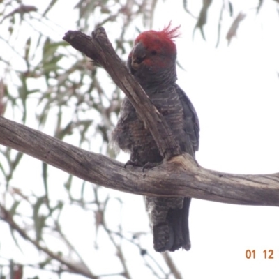 Callocephalon fimbriatum (Gang-gang Cockatoo) at Hughes, ACT - 1 Dec 2019 by TomT