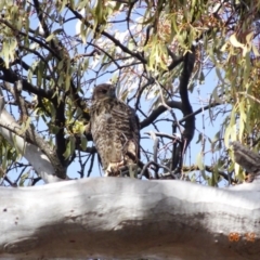 Tachyspiza fasciata (Brown Goshawk) at Deakin, ACT - 6 Dec 2019 by TomT