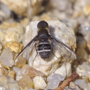 Villa sp. (genus) at Rendezvous Creek, ACT - 6 Dec 2019