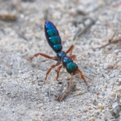 Diamma bicolor (Blue ant, Bluebottle ant) at Rendezvous Creek, ACT - 6 Dec 2019 by Marthijn