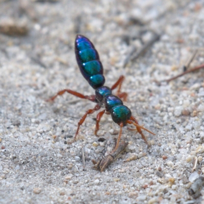 Diamma bicolor (Blue ant, Bluebottle ant) at Rendezvous Creek, ACT - 6 Dec 2019 by Marthijn