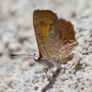 Paralucia aurifera at Rendezvous Creek, ACT - 6 Dec 2019