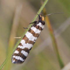 Technitis amoenana (A tortrix or leafroller moth) at Rendezvous Creek, ACT - 5 Dec 2019 by Marthijn