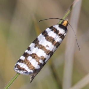 Technitis amoenana at Rendezvous Creek, ACT - 6 Dec 2019