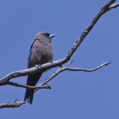 Artamus cyanopterus (Dusky Woodswallow) at Rendezvous Creek, ACT - 5 Dec 2019 by Marthijn