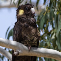 Zanda funerea (Yellow-tailed Black-Cockatoo) at Rendezvous Creek, ACT - 6 Dec 2019 by Marthijn