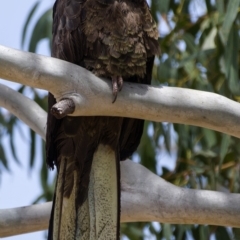 Zanda funerea at Rendezvous Creek, ACT - 6 Dec 2019