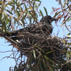 Strepera graculina (Pied Currawong) at Aranda, ACT - 6 Dec 2019 by KMcCue