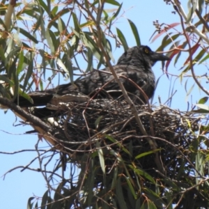 Strepera graculina at Aranda, ACT - 6 Dec 2019