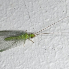 Mallada signatus (Green Lacewing) at Ainslie, ACT - 27 Oct 2019 by jb2602