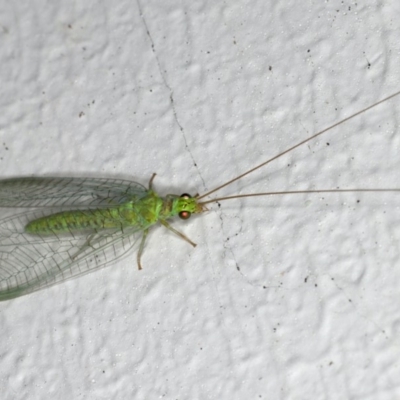 Mallada signatus (Green Lacewing) at Ainslie, ACT - 27 Oct 2019 by jbromilow50