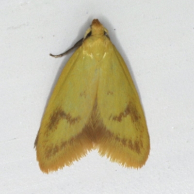 Aeolothapsa malacella (A Concealer moth) at Ainslie, ACT - 26 Oct 2019 by jbromilow50