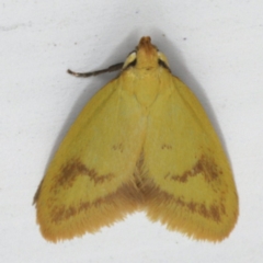 Aeolothapsa malacella at Ainslie, ACT - 27 Oct 2019 09:19 AM