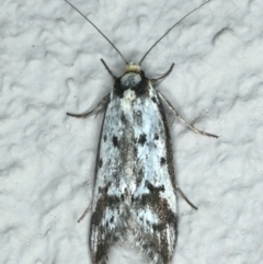 Philobota lysizona (A concealer moth) at Ainslie, ACT - 27 Oct 2019 by jb2602