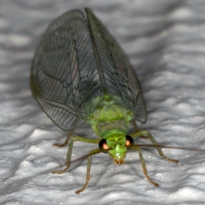 Mallada signatus (Green Lacewing) at Ainslie, ACT - 30 Oct 2019 by jbromilow50