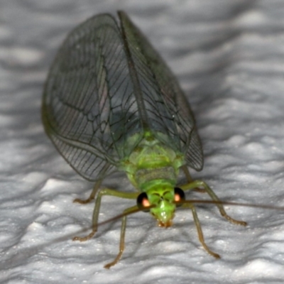 Mallada signatus (Green Lacewing) at Ainslie, ACT - 30 Oct 2019 by jb2602