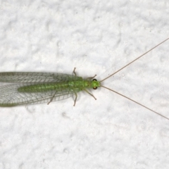 Mallada signatus at Ainslie, ACT - 30 Oct 2019 08:15 PM