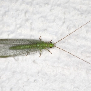 Mallada signatus at Ainslie, ACT - 30 Oct 2019 08:15 PM