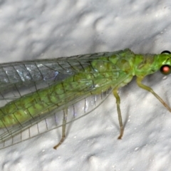 Mallada signatus at Ainslie, ACT - 30 Oct 2019 08:15 PM