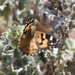 Vanessa kershawi (Australian Painted Lady) at Michelago, NSW - 18 Nov 2019 by Illilanga