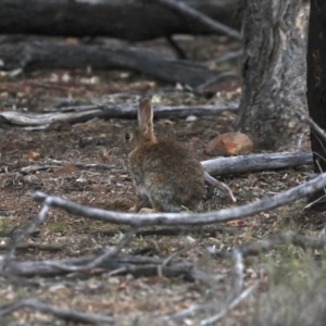 Oryctolagus cuniculus at Ainslie, ACT - 30 Oct 2019 03:54 PM