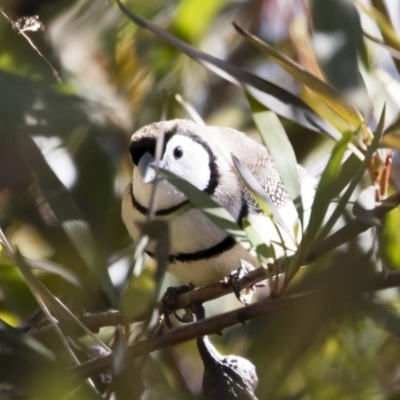 Stizoptera bichenovii (Double-barred Finch) at Michelago, NSW - 2 Aug 2019 by Illilanga