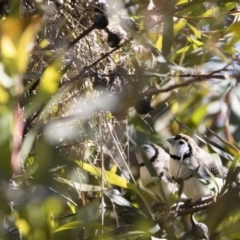 Stizoptera bichenovii at Michelago, NSW - 2 Aug 2019 11:53 AM