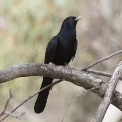 Eudynamys orientalis (Pacific Koel) at Michelago, NSW - 22 Nov 2019 by Illilanga