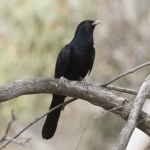 Eudynamys orientalis at Michelago, NSW - 22 Nov 2019